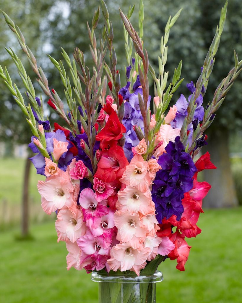 Gladiolus-Bouquet-Longfield-Gardens-819x1024